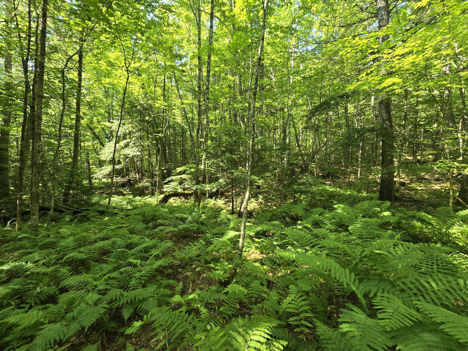 Lot 67 Temple Road Temple, ME 04984 - Photo 35 of 37 20260629_093818