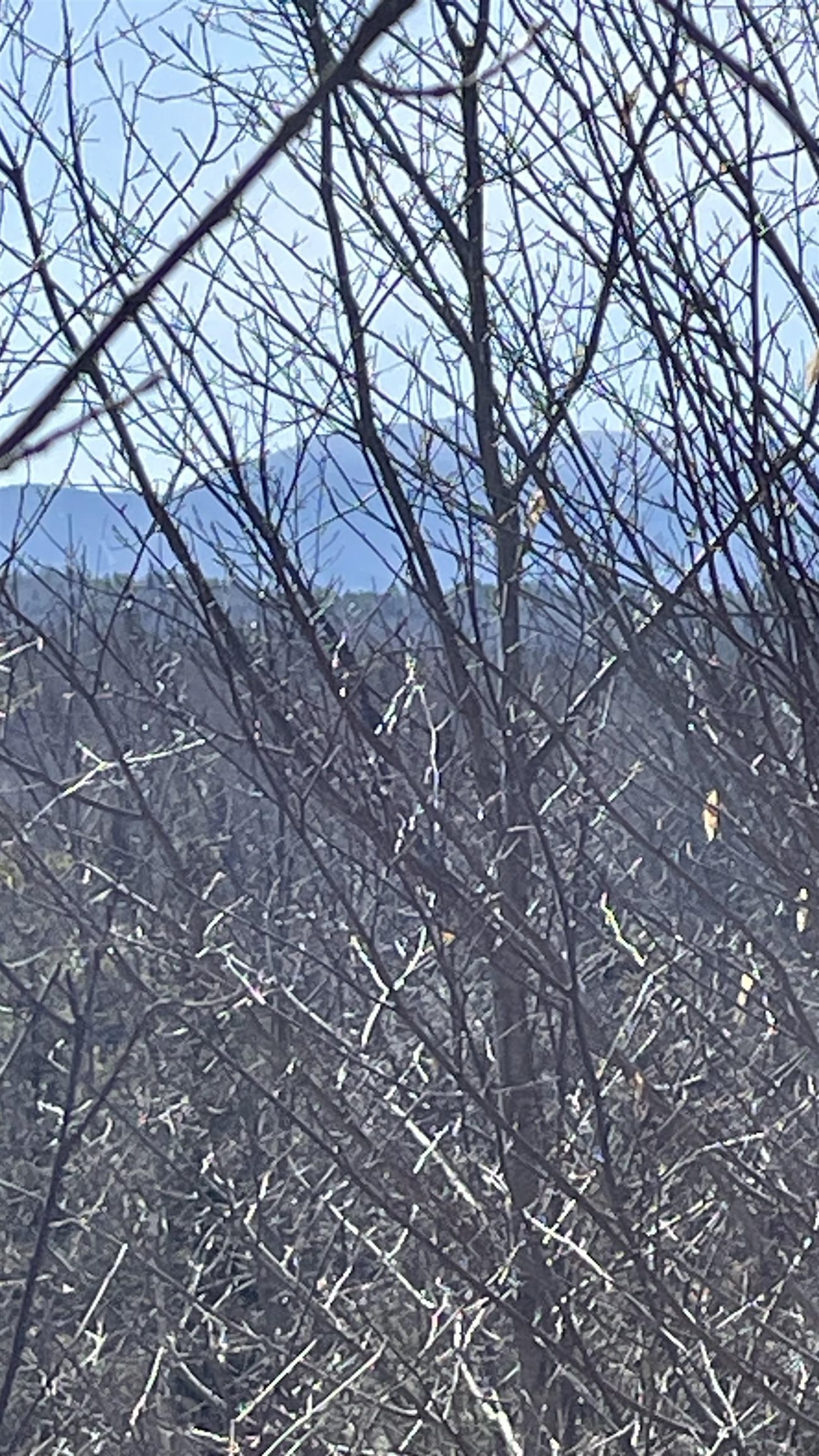 49-50 Whitefield Road Bethlehem, NH 03574 - Photo 12 of 21