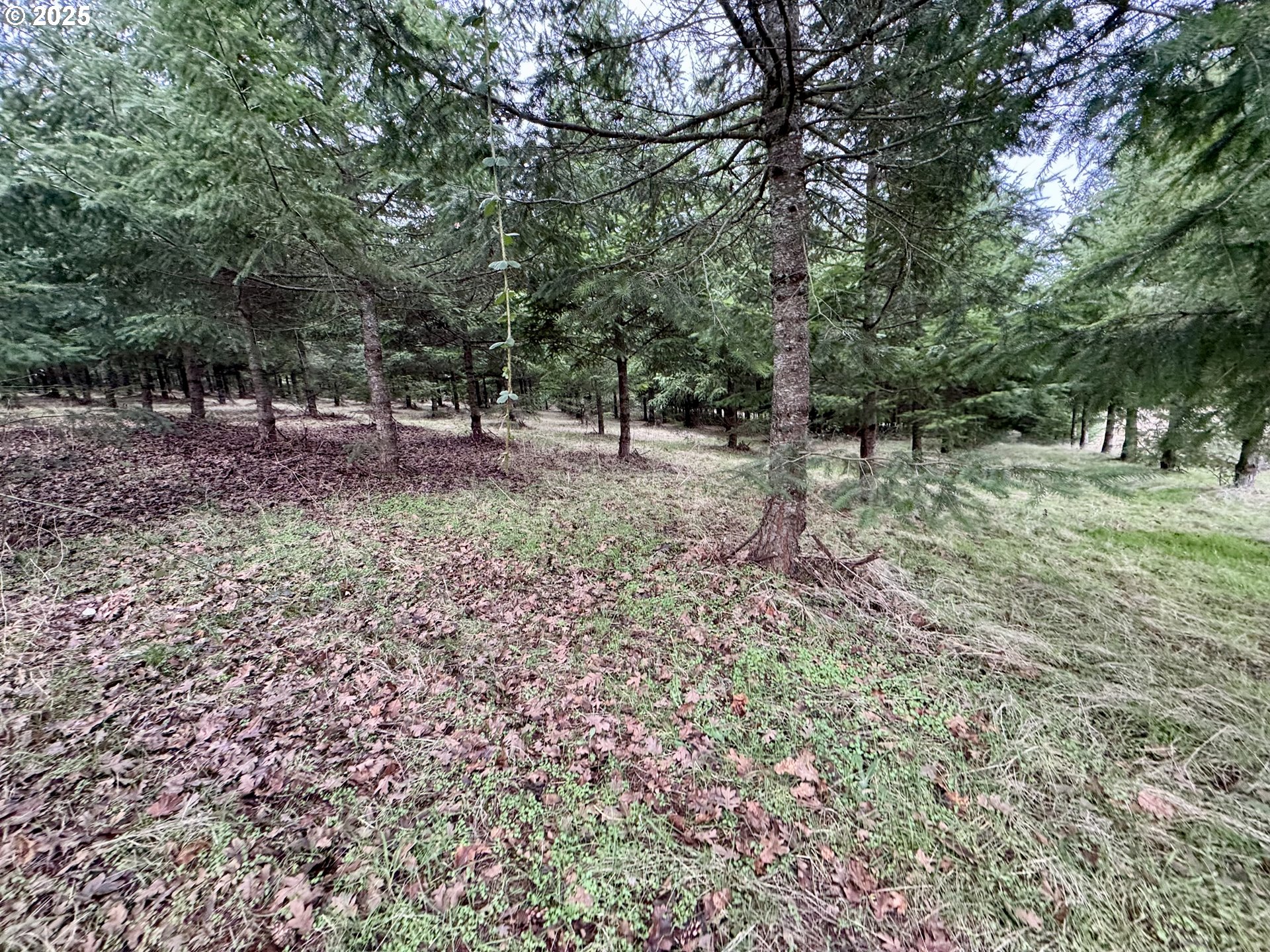 Everett Drive South Salem, OR 97306 - Photo 26 of 29 a view of a forest filled with trees