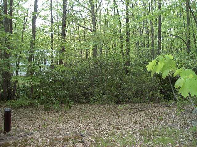 8 North Eastbrook Road Effort, PA 18330 - Photo 3 of 10 a view of a forest with large trees