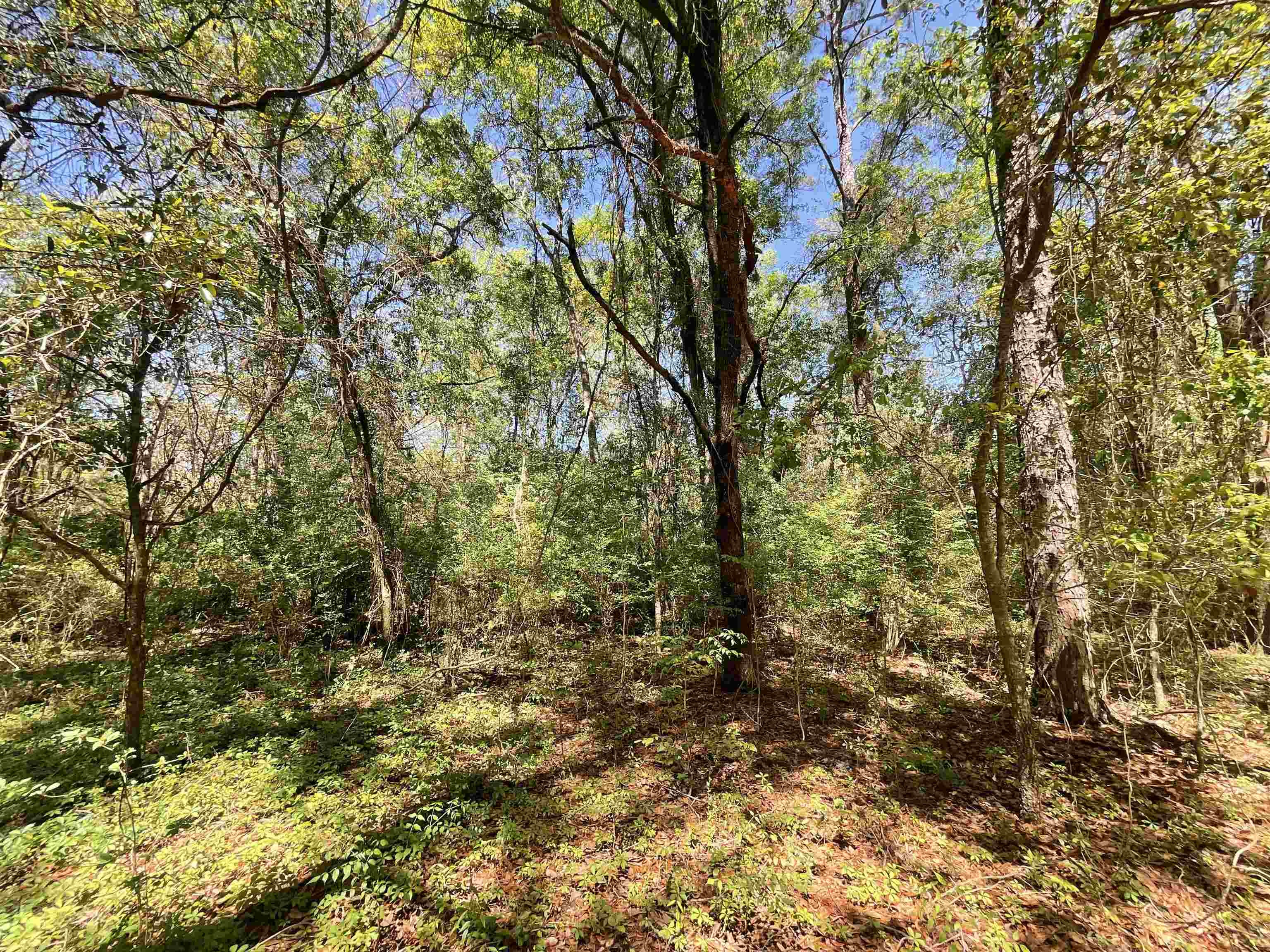 1975 Rook Road Ochlocknee, GA 31773 - Photo 14 of 42
