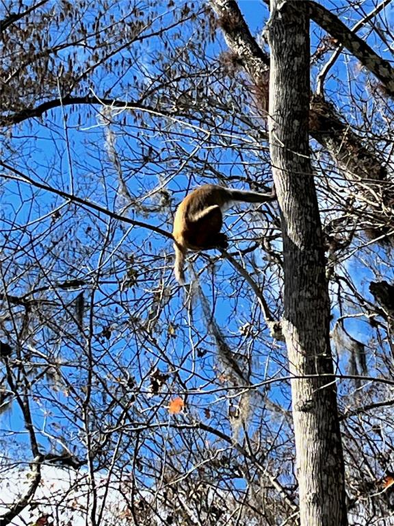 2915 Northeast 102nd Ave Road Silver Springs, FL 34488 - Photo 62 of 63