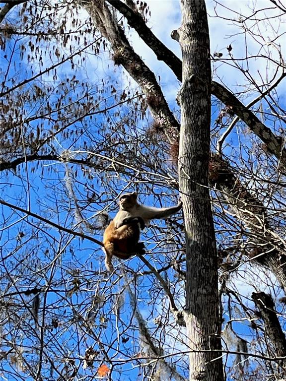 2915 Northeast 102nd Ave Road Silver Springs, FL 34488 - Photo 63 of 63