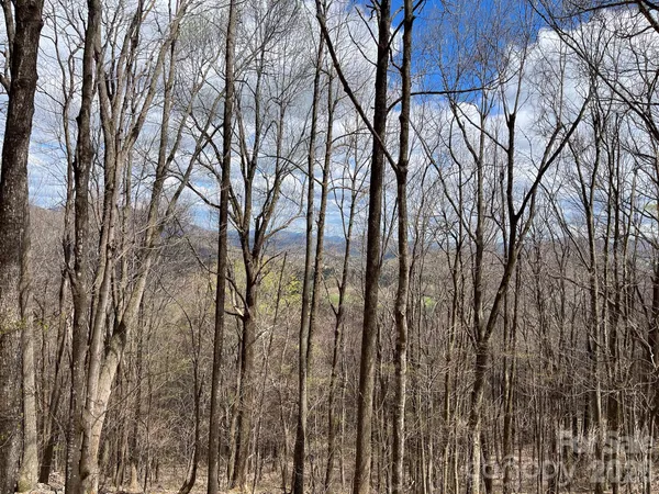 a view of forest