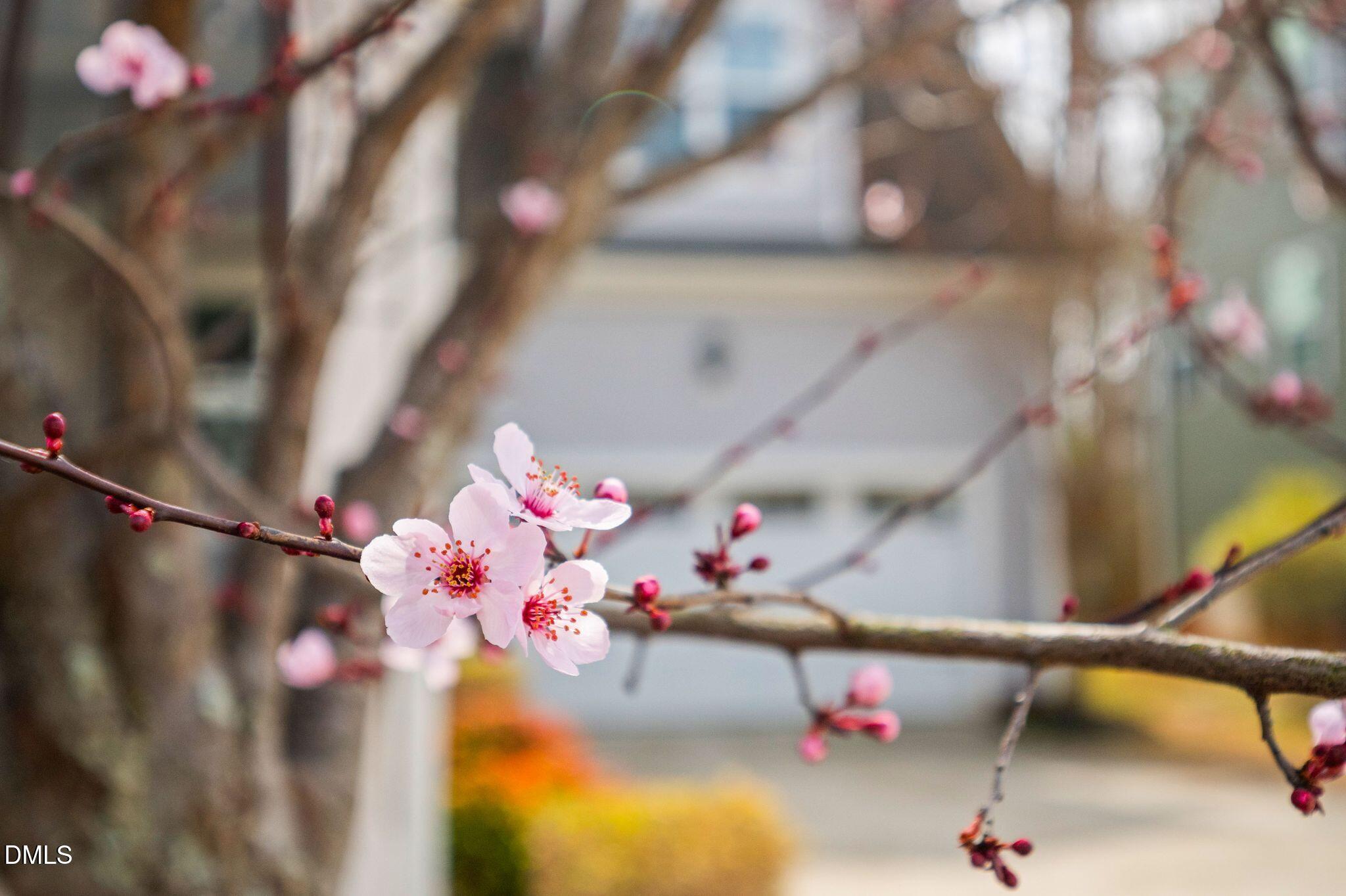 528 Spring Flower Court Cary, NC 27511 - Photo 6 of 51 Spring is Here!