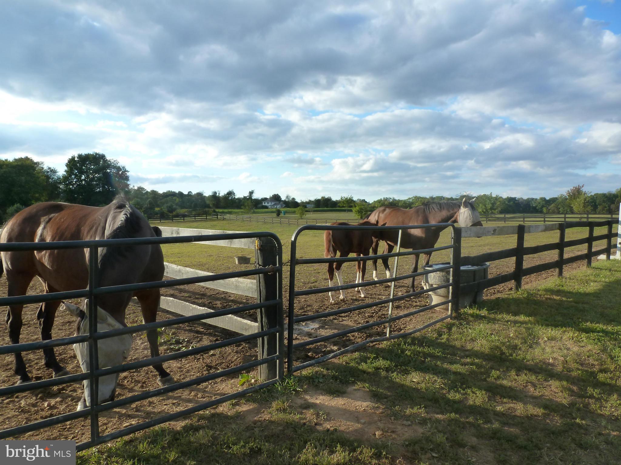 36646 Shoemaker School Road Purcellville, VA 20132 - Photo 18 of 24 Paddocks