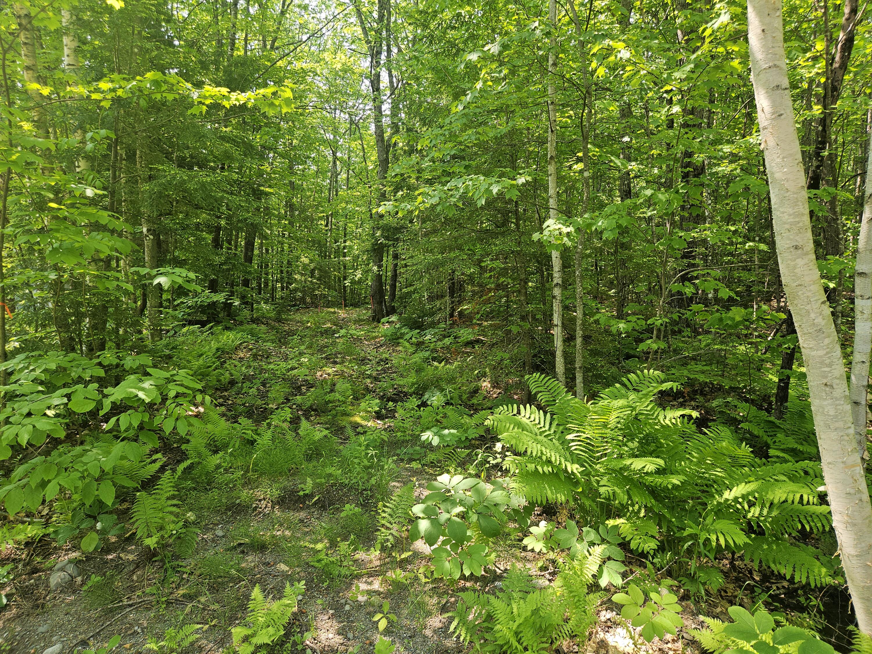 Lot 023 Oak Hill Road Temple, ME 04984 - Photo 54 of 68 20250605_104310