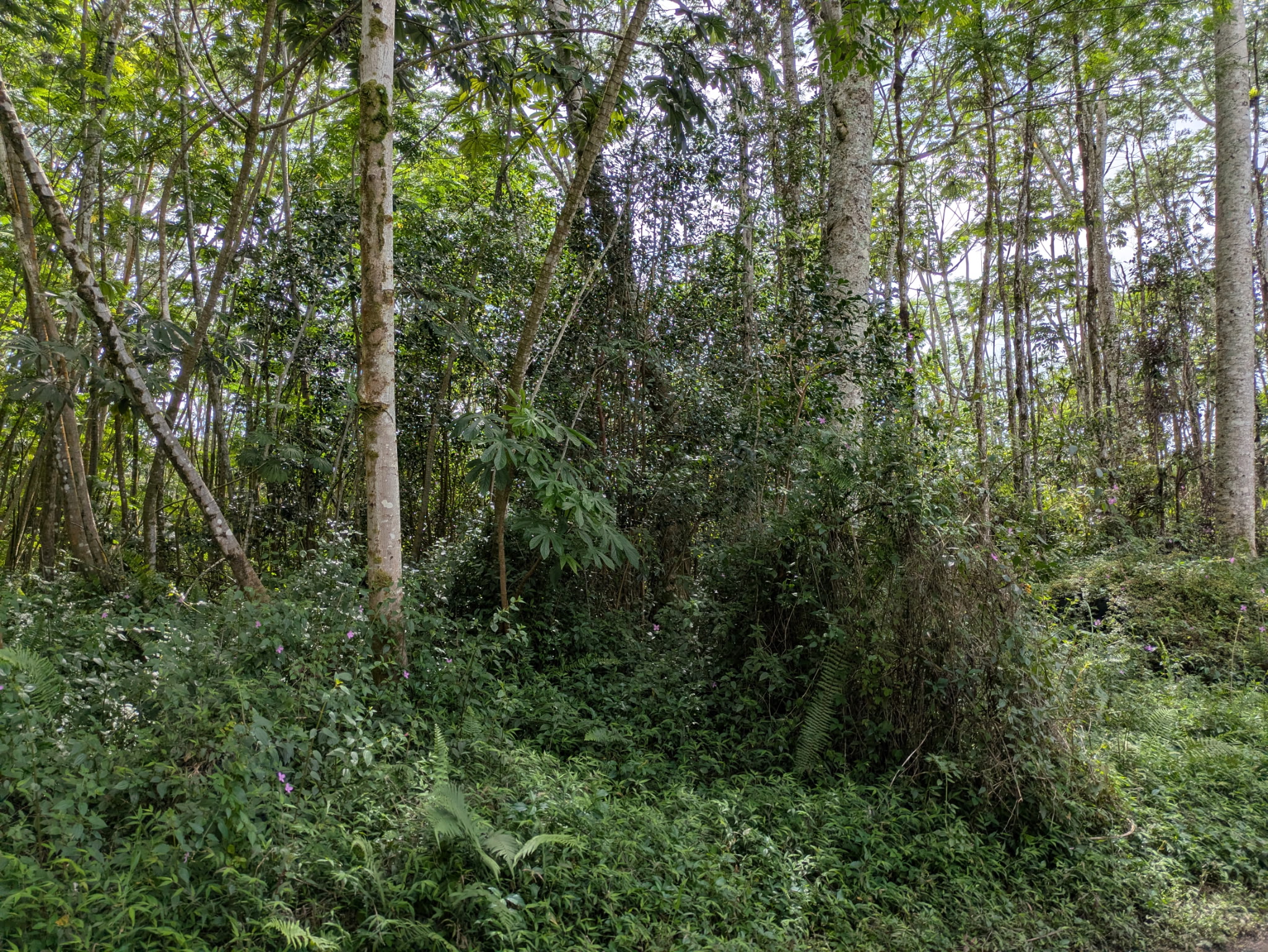 711 Hilo Road Pahoa, HI 96778 - Photo 3 of 5