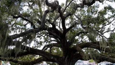 $565,000 | 735 2nd Street North, Safety Harbor, FL 34695