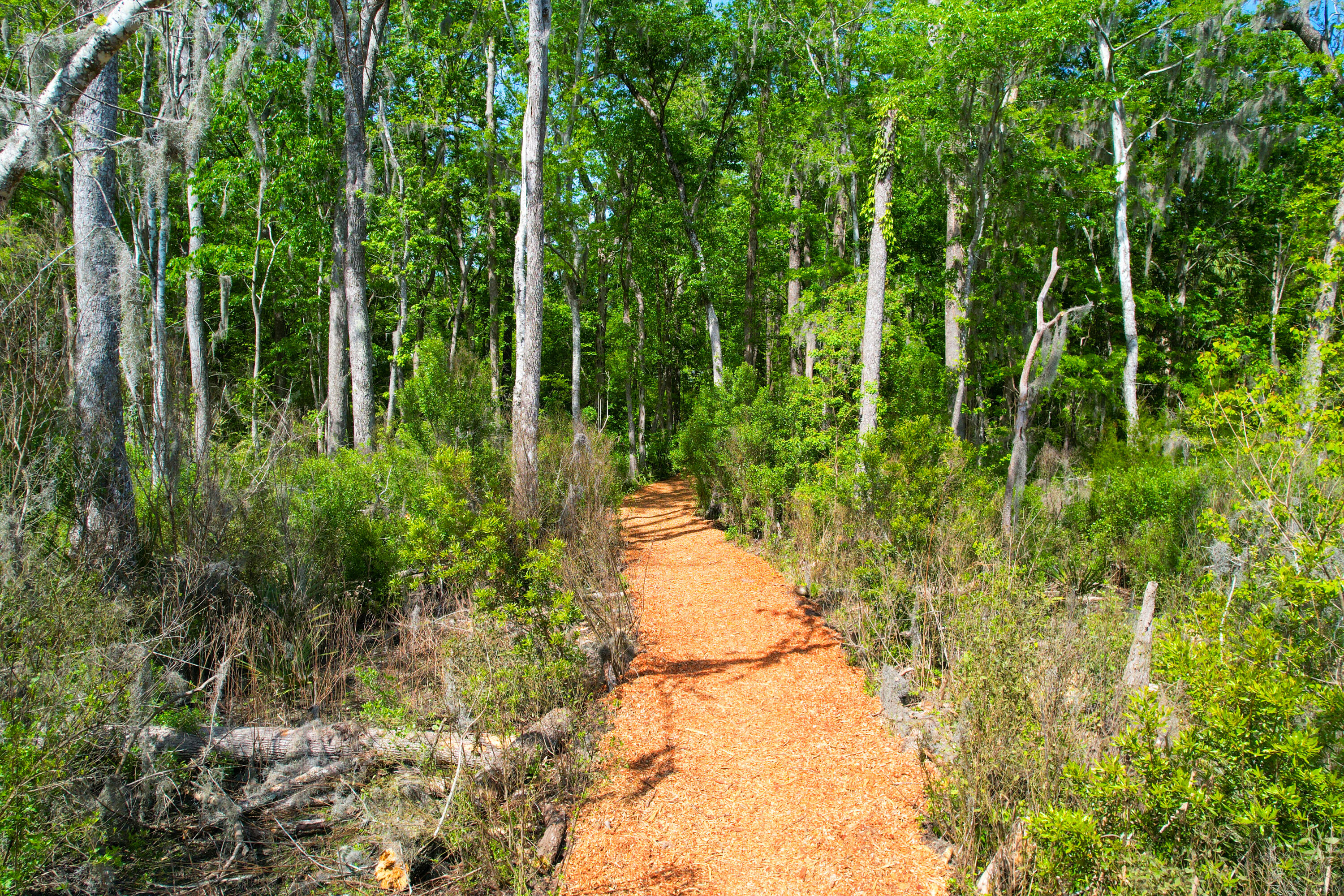 3195 Old Pond Road Johns Island, SC 29455 - Photo 30 of 75 3195 Old Pond -Tidalcreekphoto- (30)