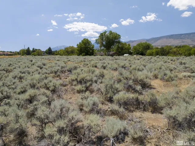 a view of a bunch of trees in a field