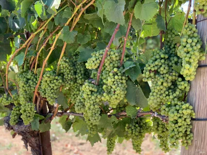a view of a field with an ocean in the background