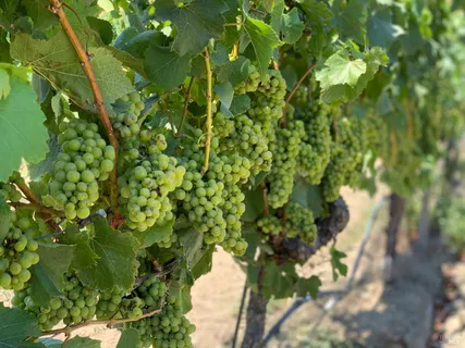 a view of a chairs and table in backyard