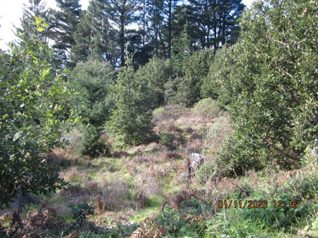2715 Toth Road Shelter Cove, CA 95589 - Photo 18 of 27 IMG_0769