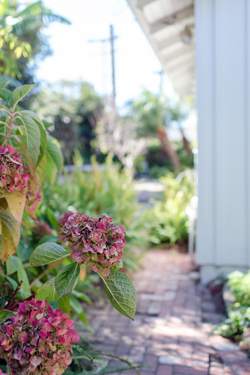 126 Loureyro Road Montecito, CA 93108 - Photo 38 of 46 a view of a flower