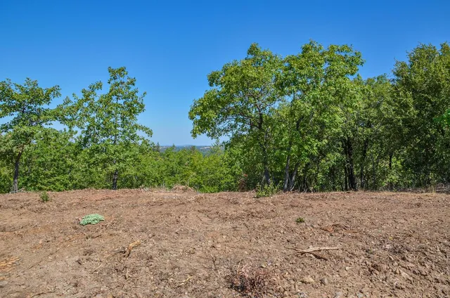 a view of a yard with plants and trees