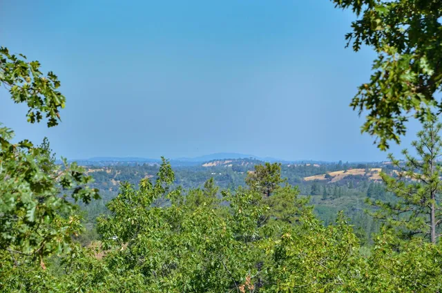 a view of a yard with plants and trees