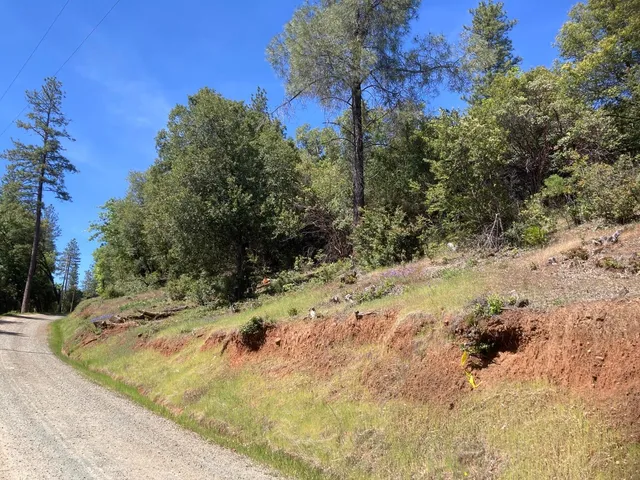 a view of a yard with trees