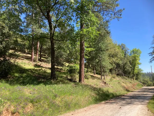 a view of a yard with plants and trees