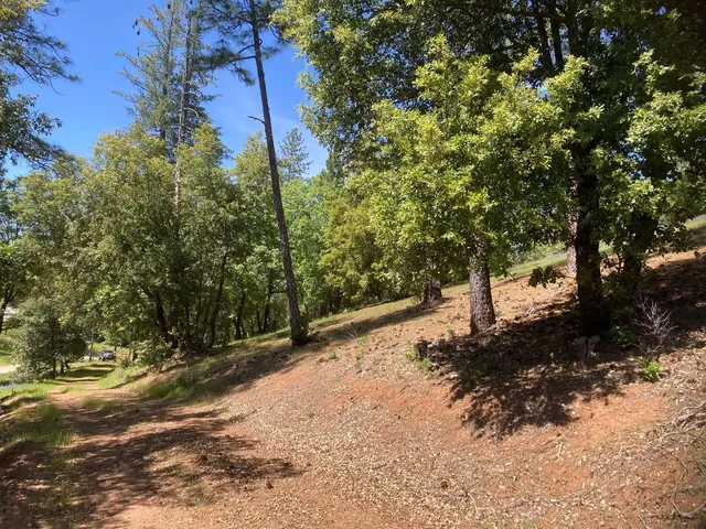 a view of a yard with plants and trees