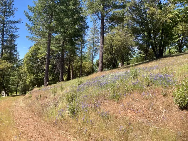 a view of a forest with trees in the background