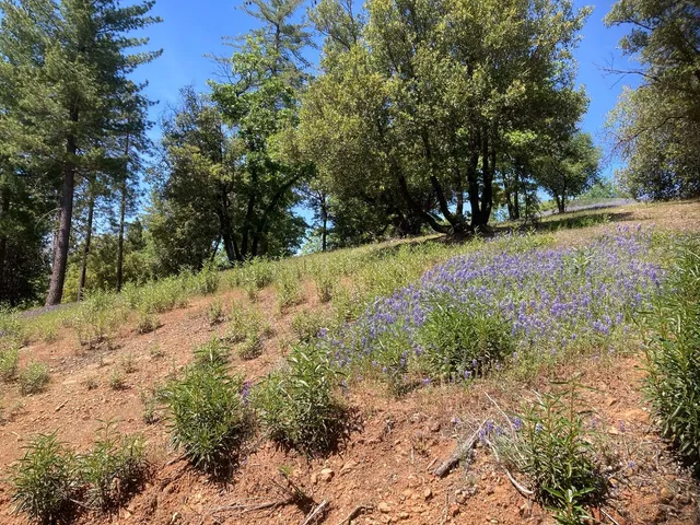 a view of a forest with trees