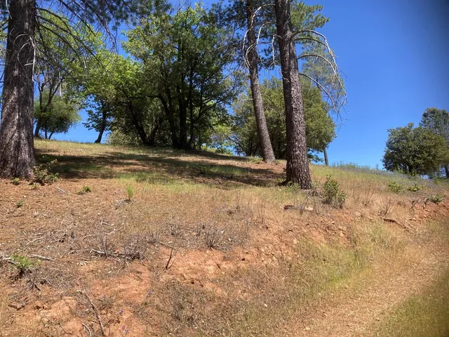 a view of a field with a tree