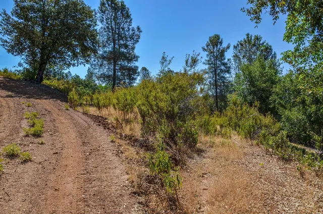 a view of a yard with a tree
