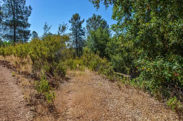 a view of a field with a tree in the background