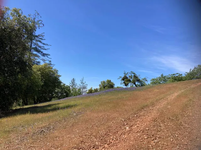 a view of large trees with sky view