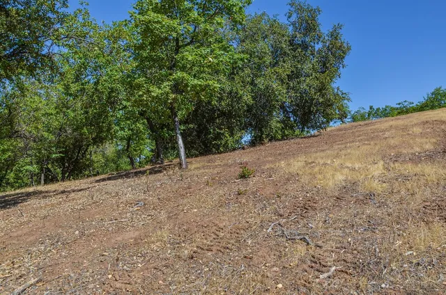a view of a tree in the middle of a yard