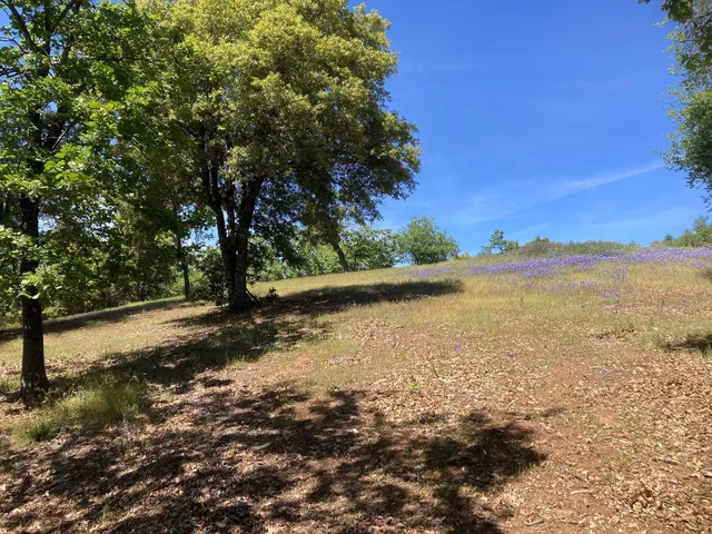 a view of yard with tree