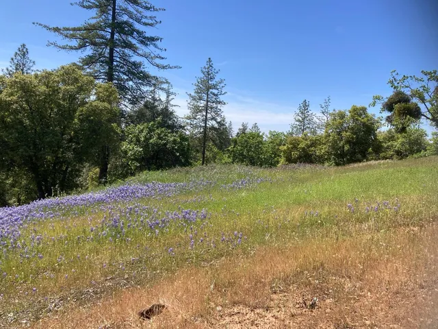 a view of swimming pool with a yard