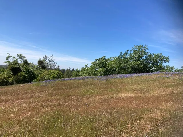 a view of a yard with plants and large trees
