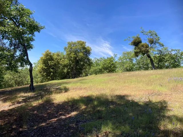 a view of a lush green forest with lawn chairs and trees