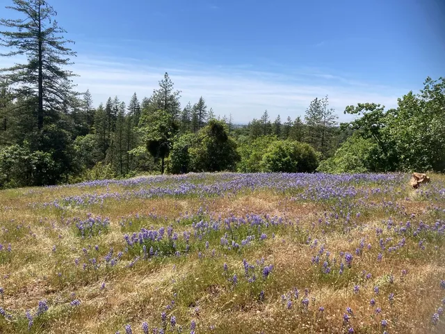 a view of a yard with plants and a trees