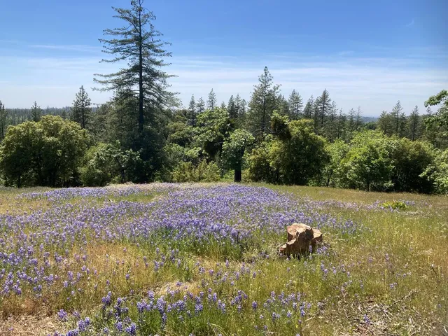 a view of a yard with plants and a trees