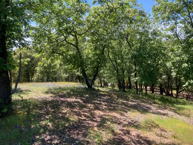 a view of a forest with a tree
