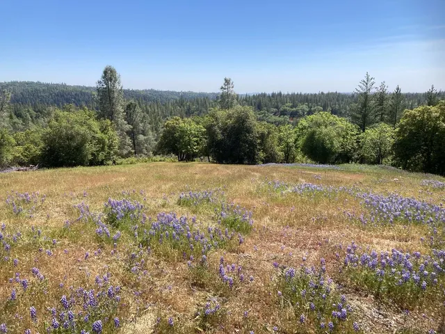 a view of a field with trees in background