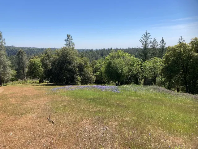 a view of a field with a tree in the background