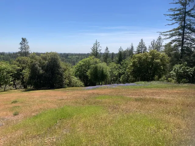 a view of a dry yard with a tree