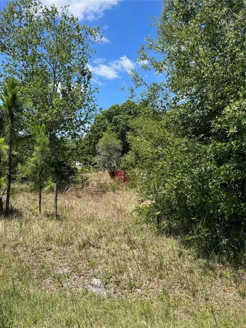 a view of a bunch of trees and bushes