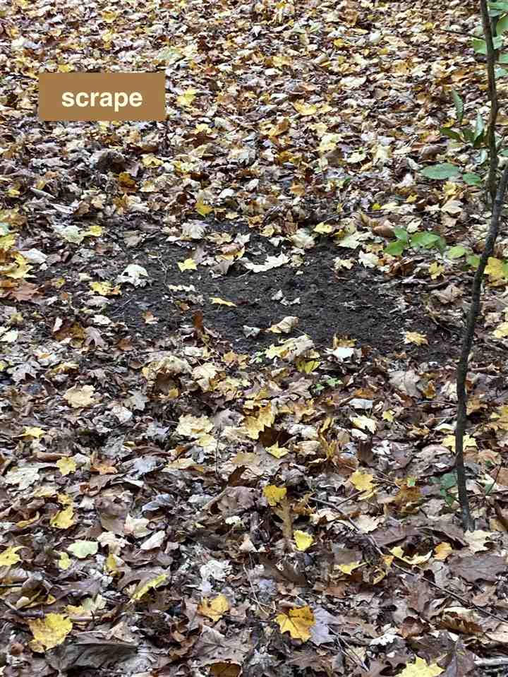 11-acres Milarch Road Onekama, MI 49675 - Photo 23 of 37