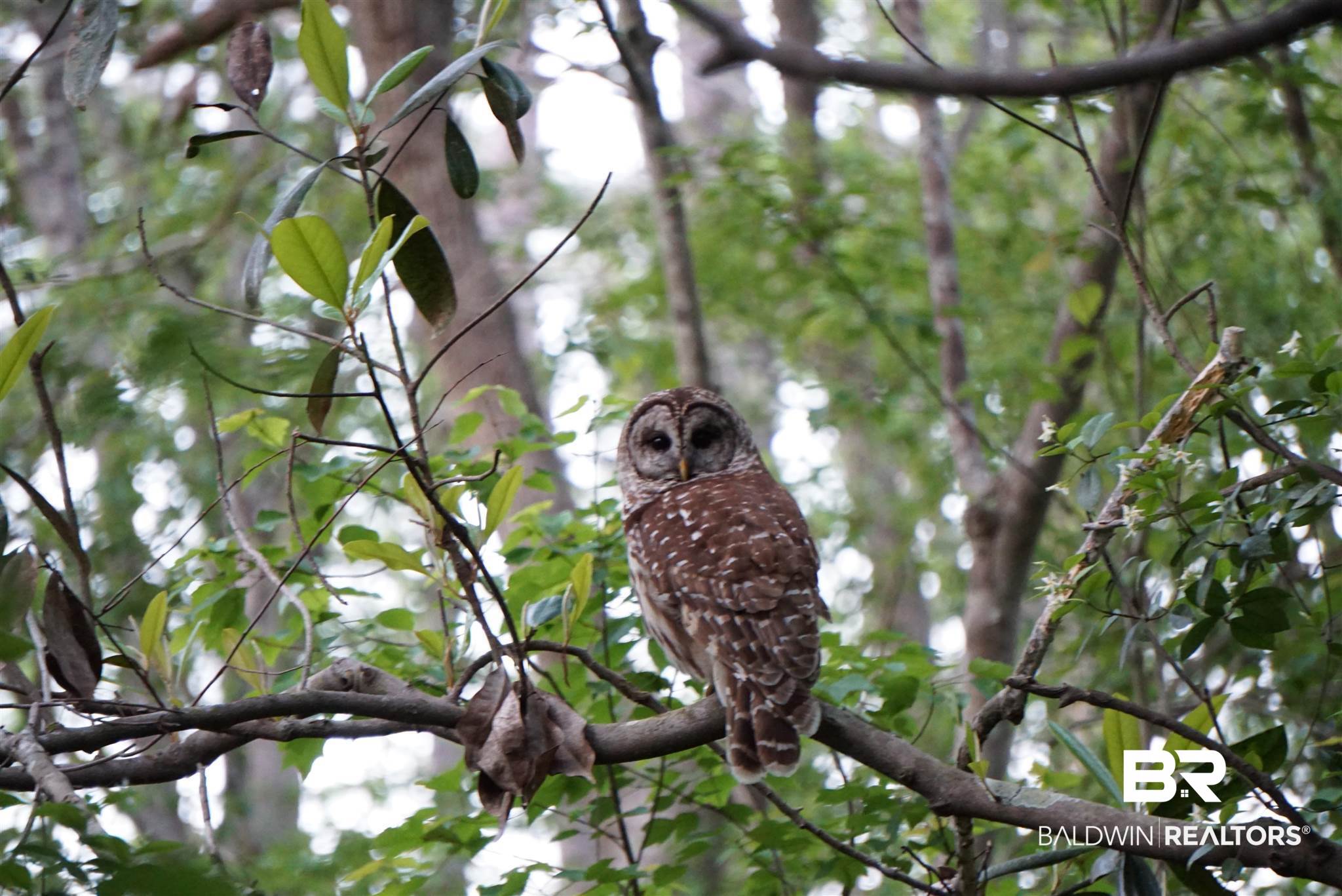 223 Montclair Loop Daphne, AL 36526 - Photo 22 of 24 Barred Owls