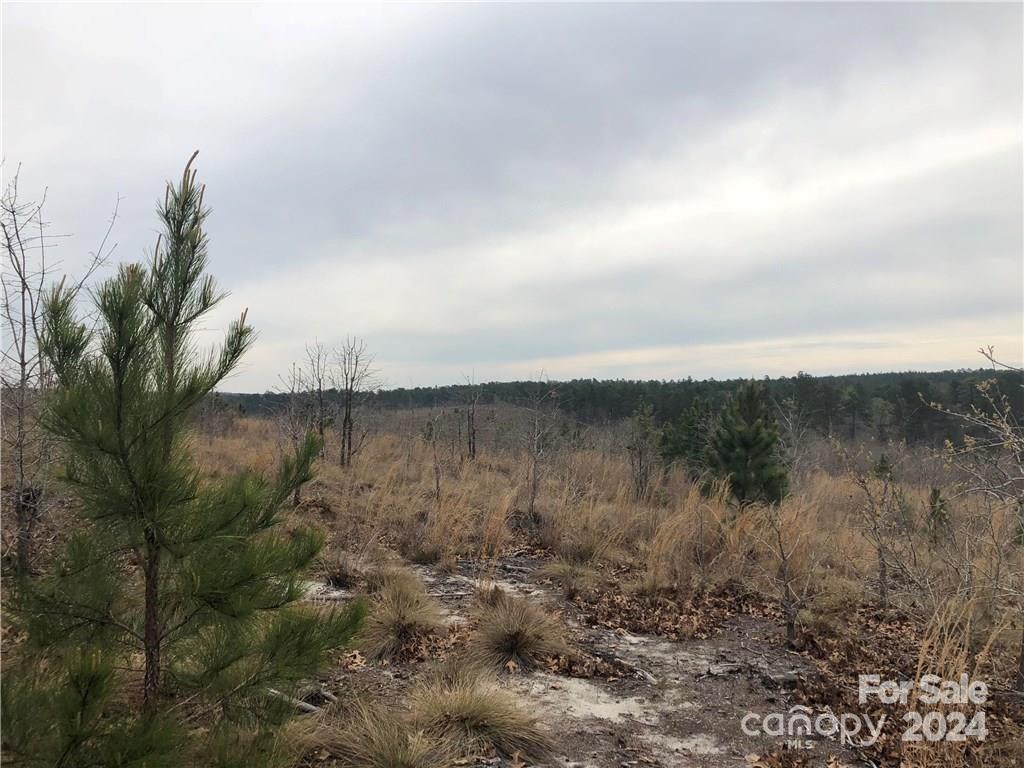 0 Angelus Road Mount Croghan, SC 29727 - Photo 1 of 1