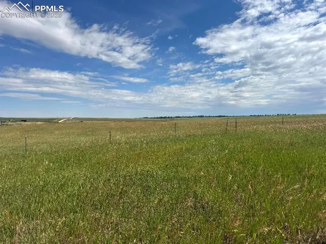 a close up of a plant