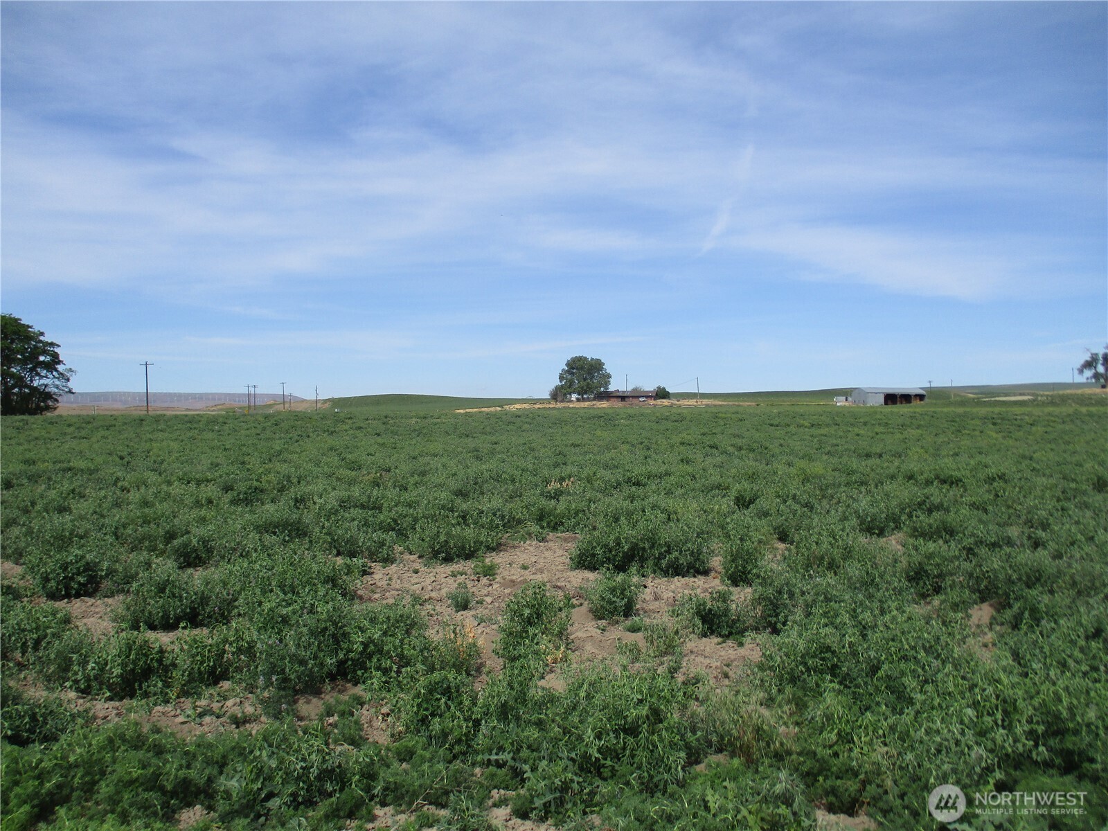 669 Cummins Road Touchet, WA 99360 - Photo 6 of 13 a view of a big yard with lots of green space