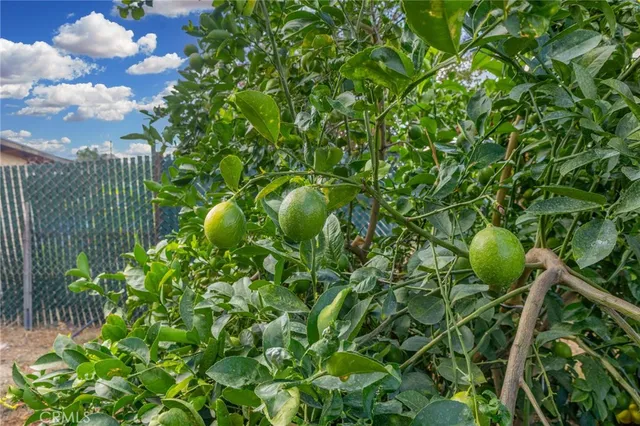 a view of a plant in a garden