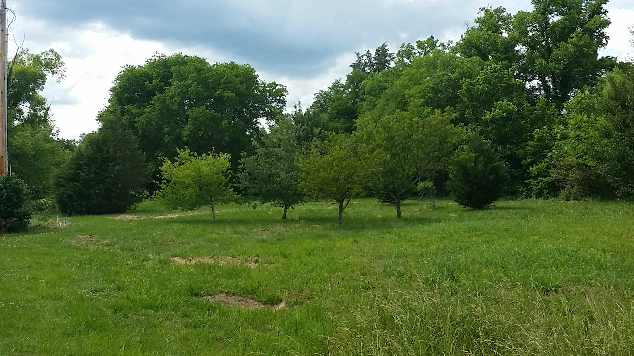 107 Beech Log Road Watertown, TN 37184 - Photo 5 of 7 Orchard Area