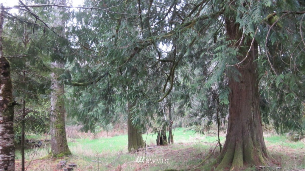 209 Butler Mill Road Elma, WA 98541 - Photo 8 of 24 Gallery Image 8